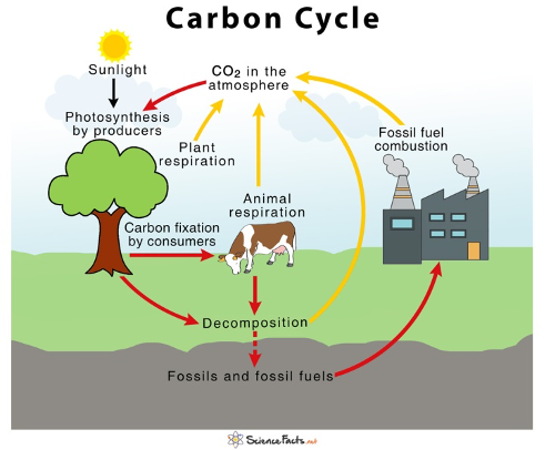 Carbon Capture – Carbon Farmers